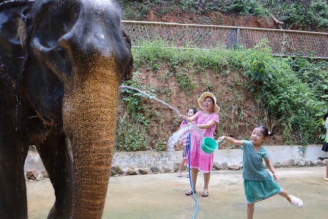 Half day with Elephants at Patong Elephant Hug （No ride No trick） - The elephant-dung paper project