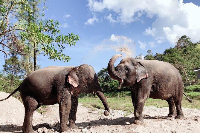 Inthanon Heaven Trail(Living Green Elephant Sanctuary) - Meeting the elephants at Living Green Elephant Sanctuary