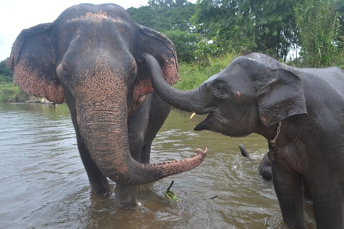 Inthanon Heaven Trail(Living Green Elephant Sanctuary) - Lunch and the change from sanctuary to park