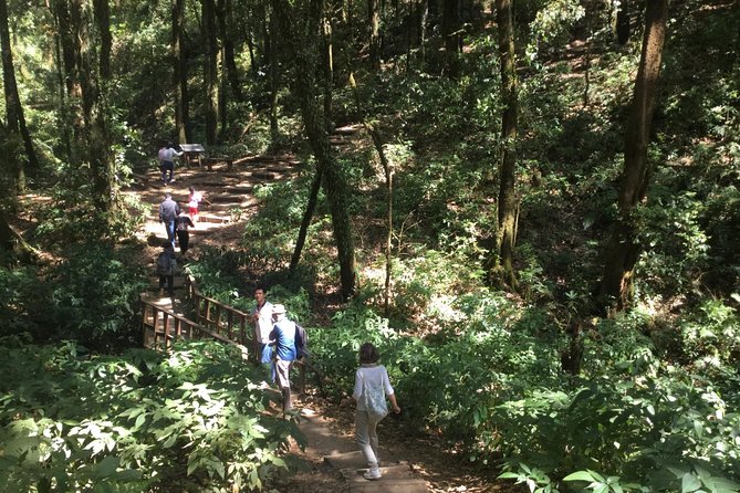 Inthanon Small-Group with Kew Mae Pan Trail from Chiang Mai include Lunch - Leaving Chiang Mai for Doi Inthanon