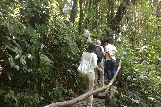 Inthanon Small-Group with Kew Mae Pan Trail from Chiang Mai include Lunch - The Kew Mae Pan Trail Is the Main Event