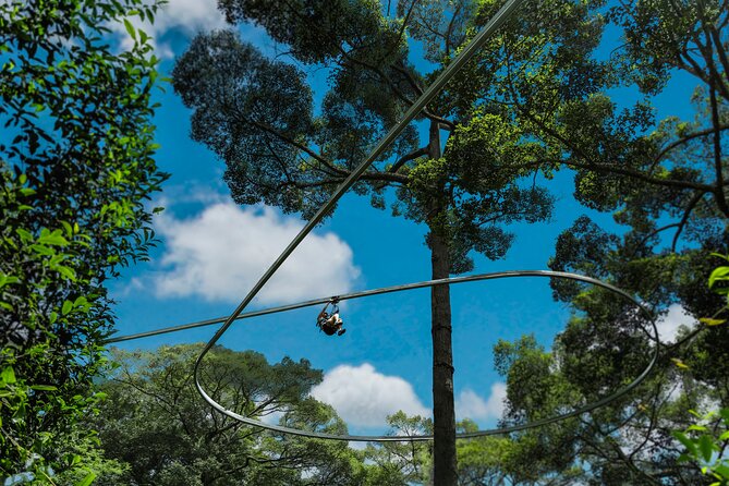 Jungle Flight Zipline Roller Coaster - Is $91.27 a fair price?
