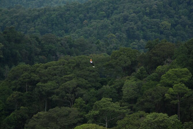 Jungle Flight Zipline Roller Coaster - Who will enjoy Jungle Flight most?