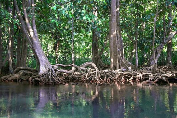 Kayaking in Ao Thalane - Discover the Mangrove life - Two hours among mangrove roots at Ao Thalane