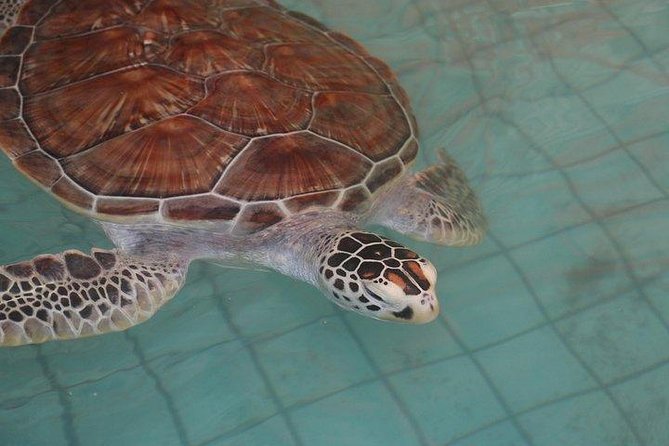 Khao Lak: Bamboo Rafting & Sea Turtle Conservation Center - Who will enjoy this experience most?