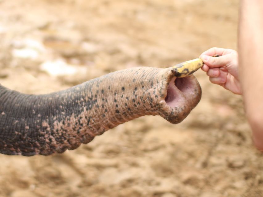 Khao Lak: Elephant Bathing and Turtle Center Visit - Key points to know before booking