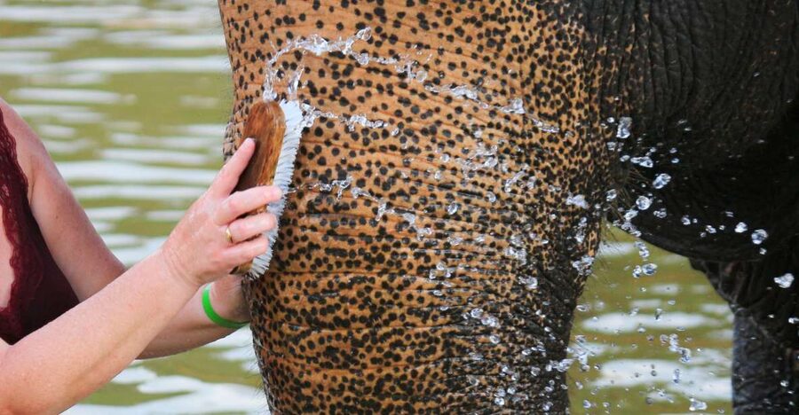 Khao Lak: Elephant Bathing and Turtle Center Visit - Bathing, scrubbing, and getting thoroughly wet