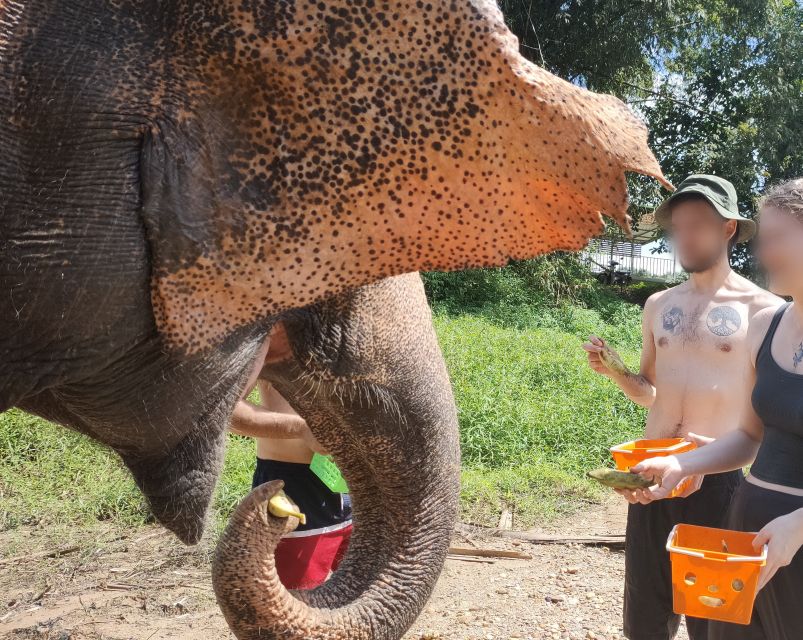 Khao Lak: Elephant Bathing and Turtle Center Visit - Why the elephant encounter needs context
