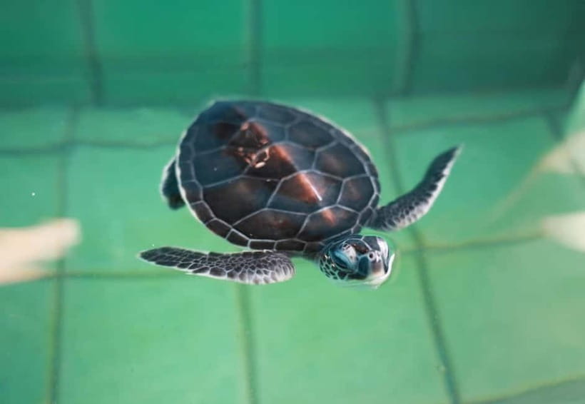 Khao Lak: Elephant Bathing and Turtle Center Visit - Guides, drivers, and the human side of the tour