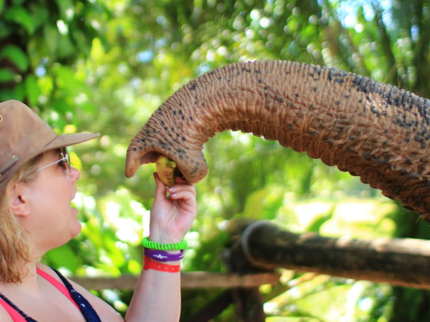 Khao Lak: Elephant Bathing and Turtle Center Visit - How much value do you get for $63?