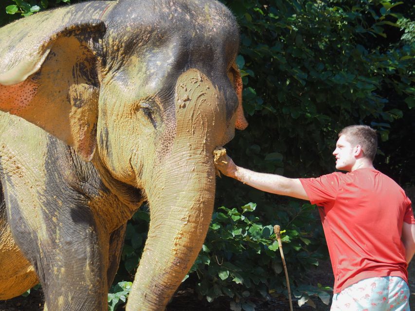 Khao Lak: Elephant Bathing and Turtle Center Visit - What to bring and what to wear