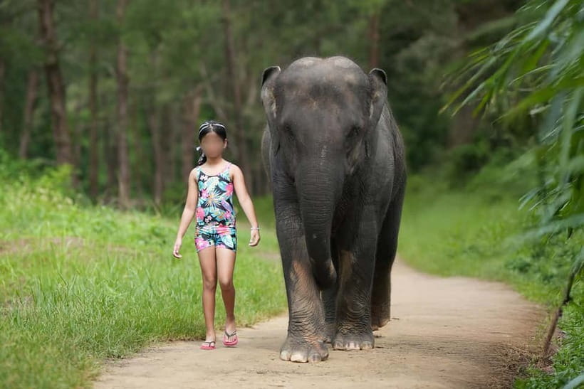 Khao Lak: Elephant Bathing and Turtle Center Visit - Meeting the elephants at the park
