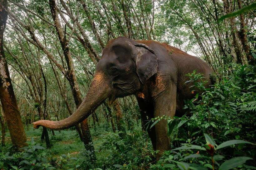 Khao Lak Guided Nature Walk & Elephant Experience - Key things to know before you book