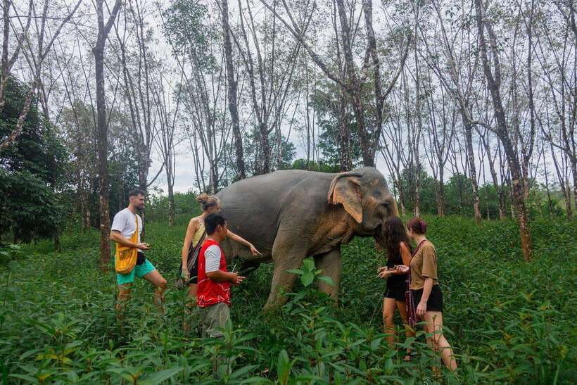 Khao Lak Guided Nature Walk & Elephant Experience - Meeting rescued elephants without riding or forced contact