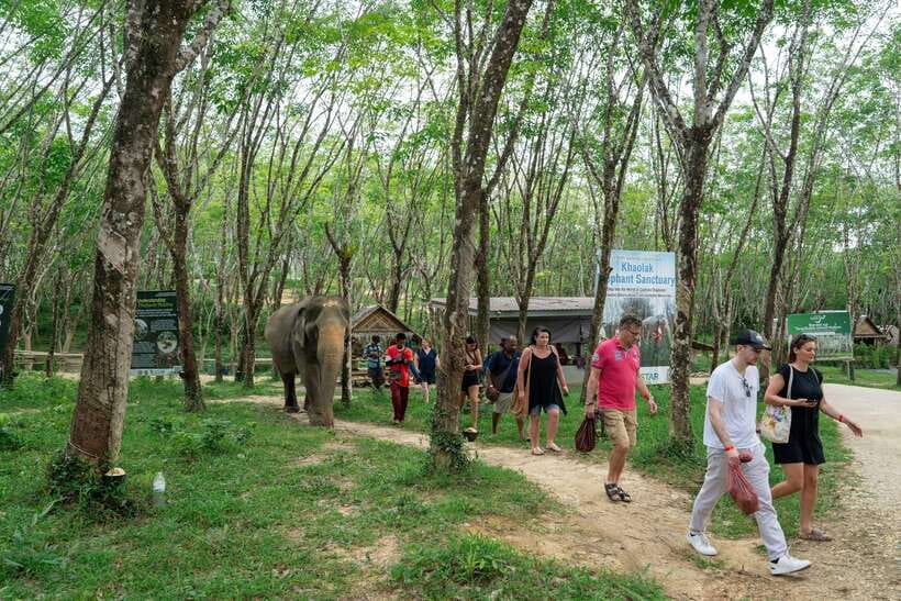 Khao Lak Guided Nature Walk & Elephant Experience - The value of $51 for a 90-minute experience