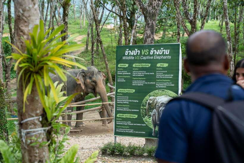 Khao Lak Guided Nature Walk & Elephant Experience - Who will enjoy this sanctuary visit most