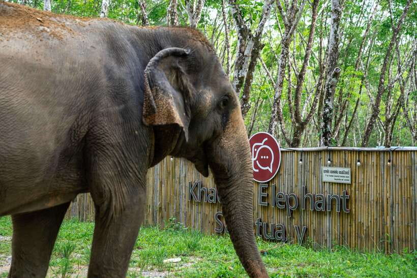 Khao Lak Guided Nature Walk & Elephant Experience - How this compares with a typical elephant attraction