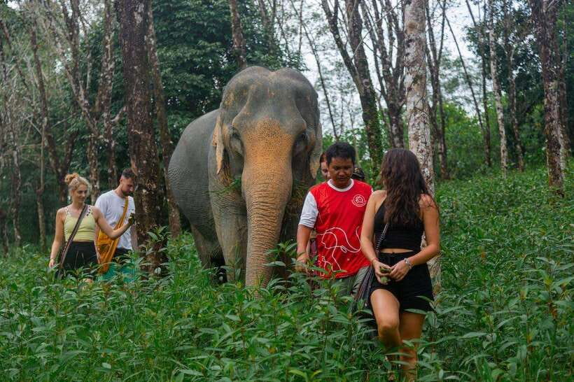 Khao Lak Guided Nature Walk & Elephant Experience - Walking through Khao Lak’s forest setting