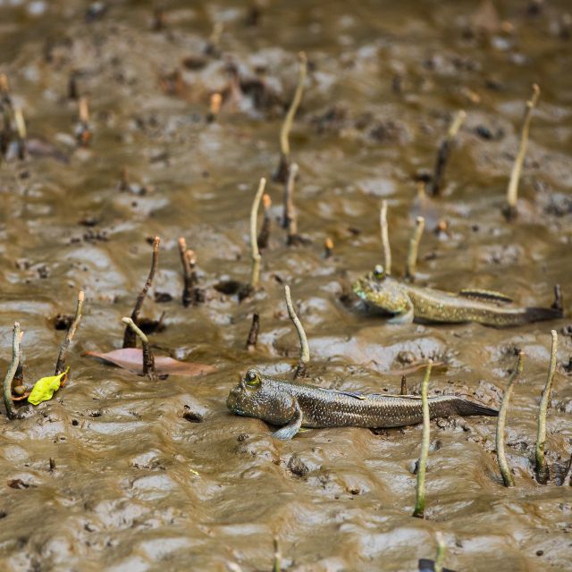 Khao Lak: Little Amazon Canoe Ride & Tam Nang Waterfall Tour - Key points to know before you go