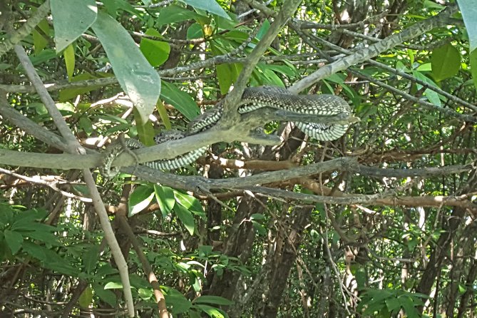 Khao Lak Mangrove Explorers - Tide and timing can change the character of the route