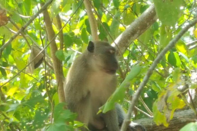 Khao Lak Mangrove Explorers - The longtail boat ride begins at a local fishing village