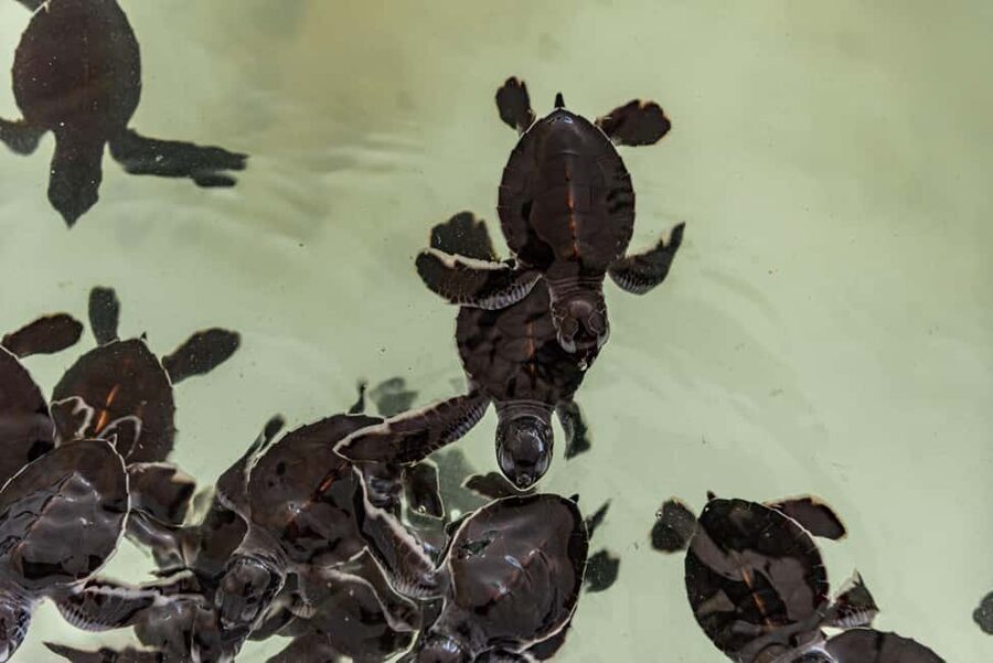 Khao Lak: Waterfall,Sea Turtle,Elephant Care,Meal & Transfer - Thai lunch at Khaolak Waterside Beach Club