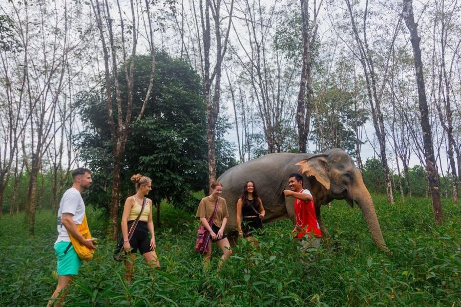 Khao Lak: Waterfall,Sea Turtle,Elephant Care,Meal & Transfer - Starting from your Khao Lak hotel