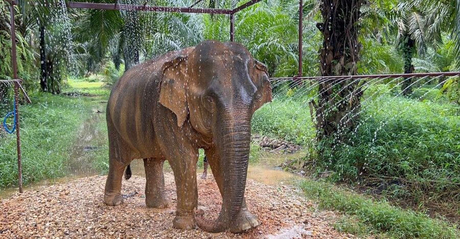 Khao Sok: Ethical Elephant Sanctuary Visit - Key points to know before you book