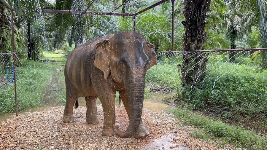Khao Sok: Ethical Elephant Sanctuary Visit - Watching the elephants before approaching