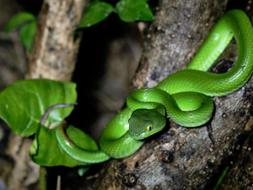 Khao Sok: Private Night Safari Adventure w/ Hotel Transfer - What you might see after sunset