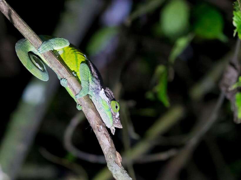 Khao Sok: Private Night Safari Adventure w/ Hotel Transfer - Why the guide matters more than the trail
