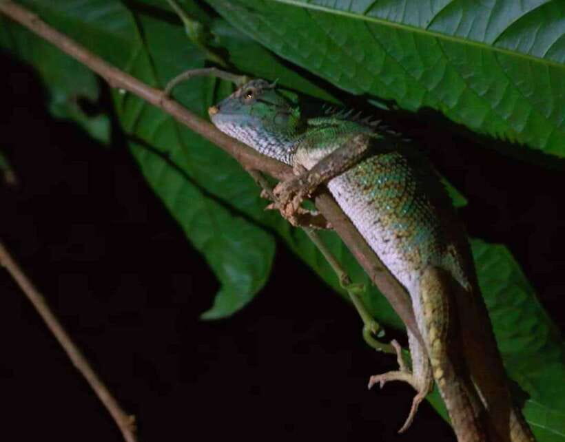 Khao Sok: Private Night Safari Adventure w/ Hotel Transfer - The 2-hour walk through Khao Sok
