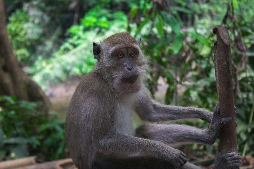 Khao Sok: Private Waterfalls and Wildlife Half-Day Trek - Starting with a four-hour rainforest plan