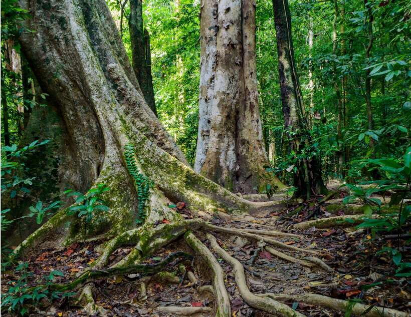 Khao Sok: Private Waterfalls and Wildlife Half-Day Trek - What to bring for a cooler, safer walk