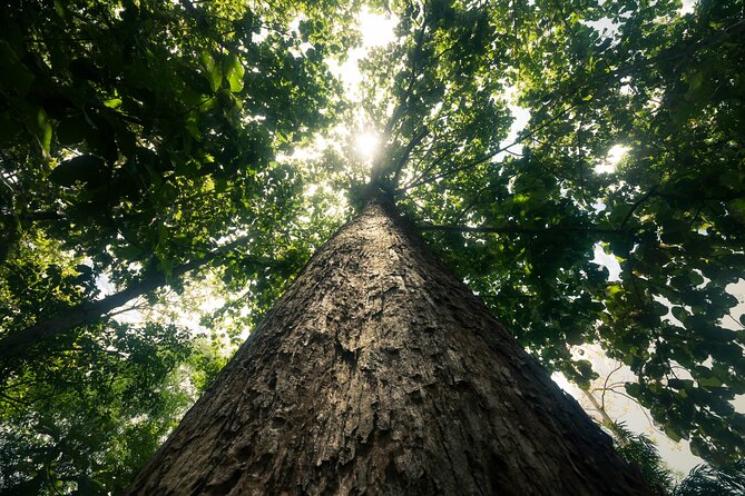 Khao Sok Rainforest | Hiking & Bamboo Rafting - The Khao Sok View Point