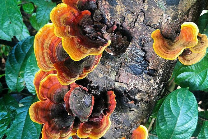 Khao Yai National Park Hiking Day Tour: Haew Narok and Haew Suwat - Sai Sorn Reservoir, a brief wildlife pause