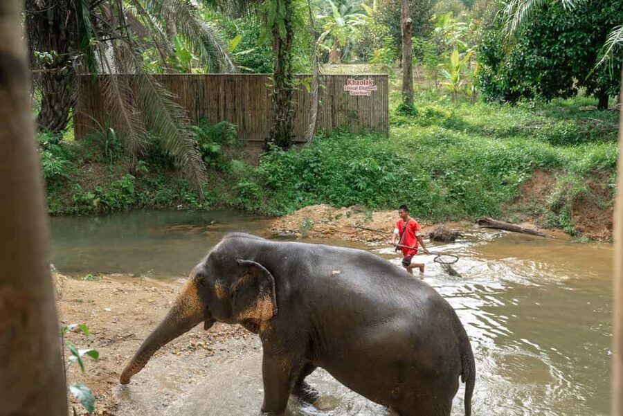 Khaolak: Elephant Sanctuary Guided Tour with Hotel Transfers - Is $51 good value for one hour?