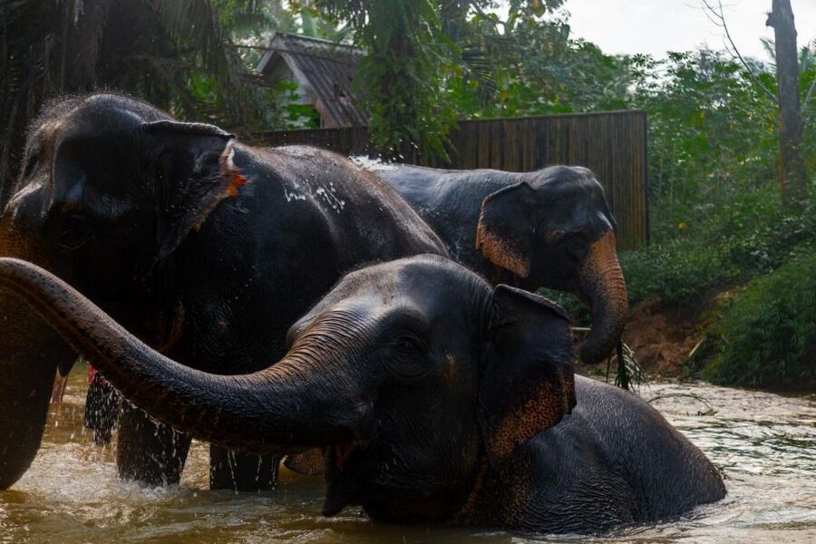 Khaolak: Elephant Sanctuary Guided Tour with Hotel Transfers - Bathing beside the river