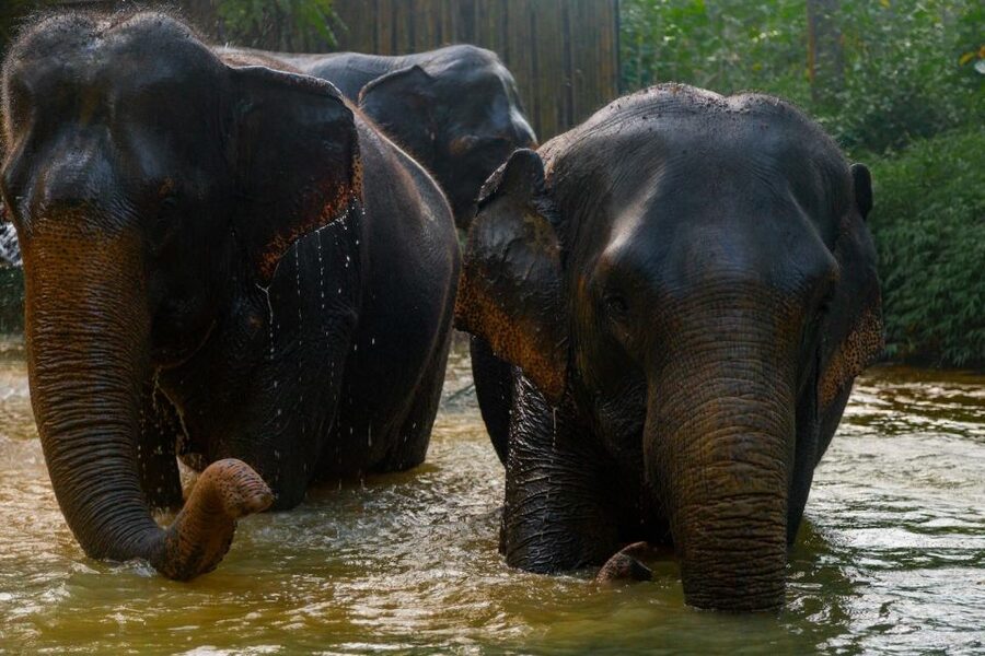 Khaolak: Elephant Sanctuary Guided Tour with Hotel Transfers - What the guides add to the visit