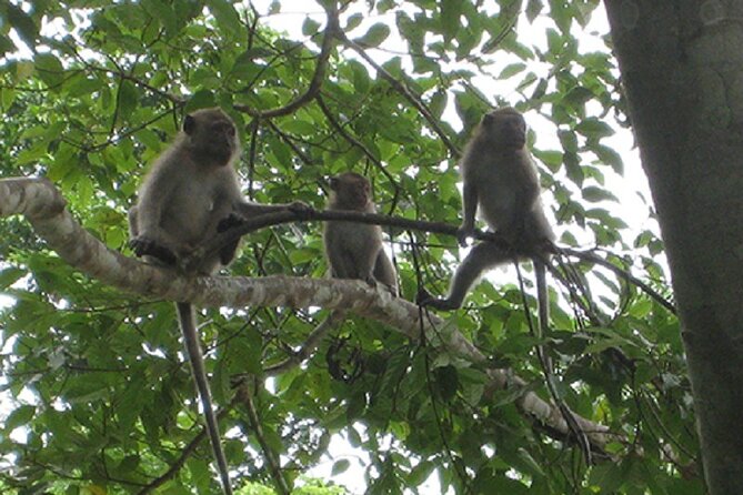 Khaosok Jungle Exploration from Khaolak - Karst Peaks, Green Forest, and a Monkey Temple