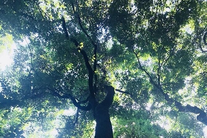 Khaosok Jungle Exploration from Khaolak - Why the Guides Matter So Much