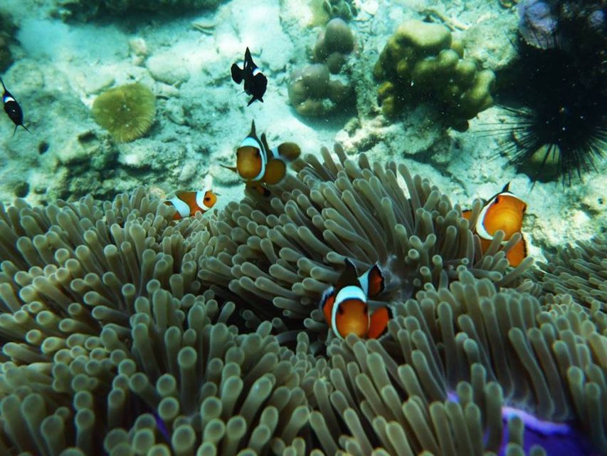 Ko Lanta: 4 Islands Snorkeling Tour by Longtail Boat - Ko Chueak brings the first fish