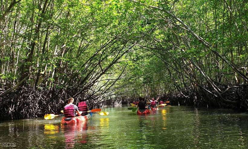 Ko Lanta: Half-Day Mangrove Kayaking Tour with Lunch - Key points to know before booking