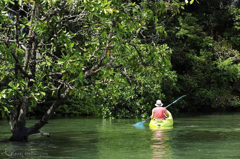 Ko Lanta: Half-Day Mangrove Kayaking Tour with Lunch - The monkey stop, thrilling but not a free-for-all