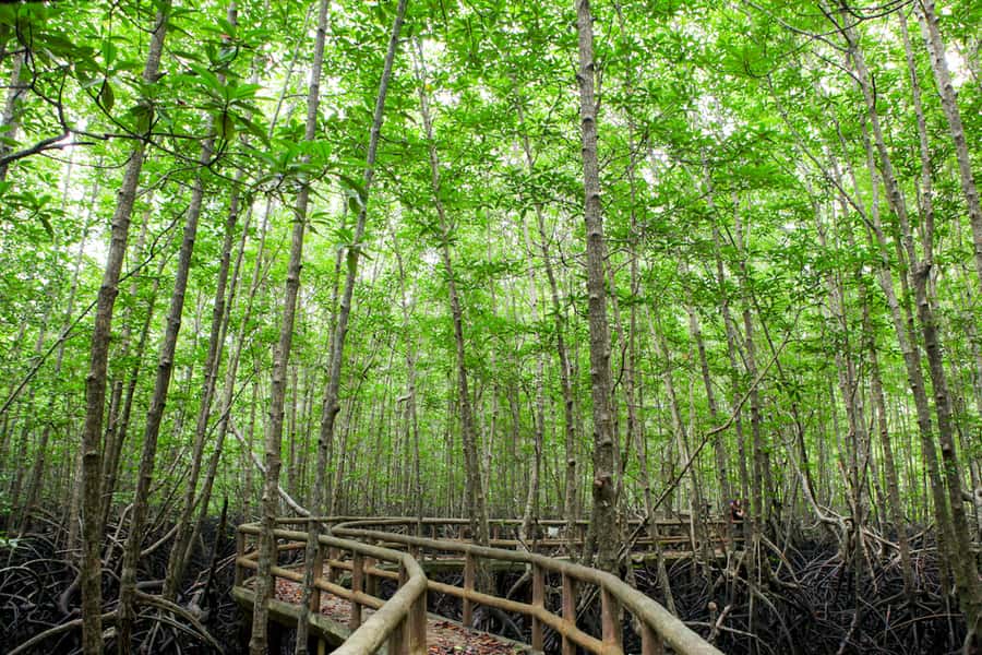 Ko Lanta: Mangrove Forest Boat Tour with Lunch or Dinner - What the $35 price really covers