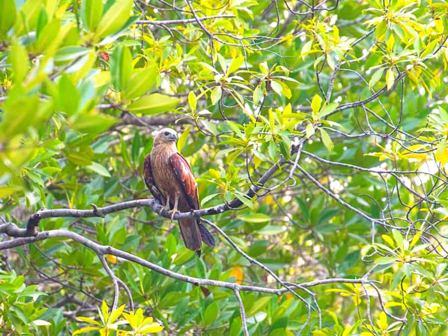 Ko Lanta: Mangrove Forest Boat Tour with Lunch or Dinner - The longtail boat through the mangroves