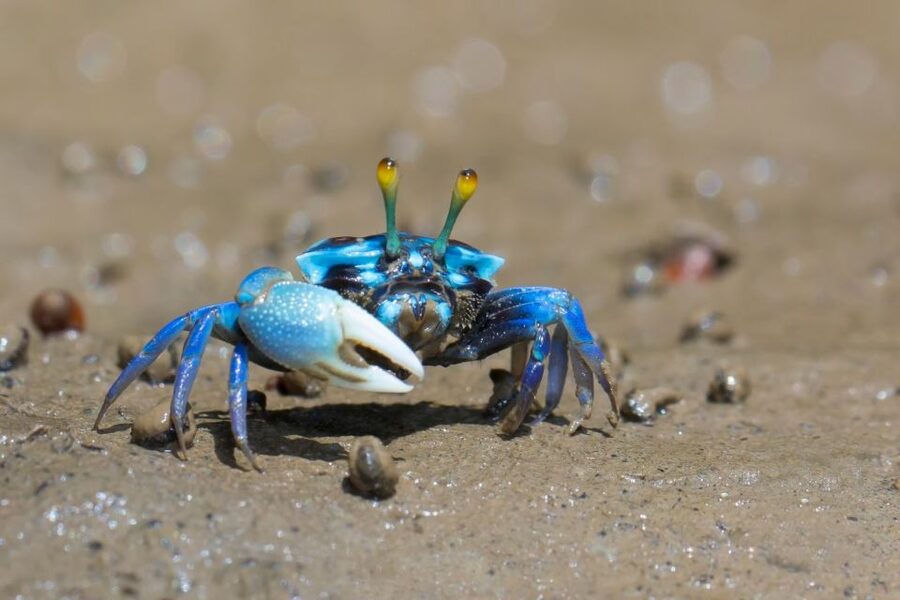 Ko Lanta: Mangrove Kayaking, Ko Talabeng, & Skull Island - At a glance