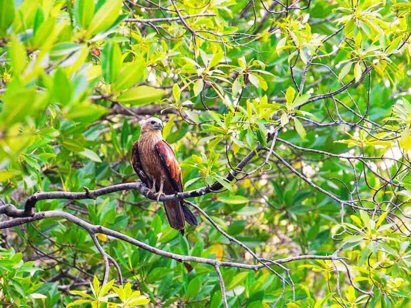 Ko Lanta: Mangrove Kayaking with Lunch and Hotel Transfer - Kayaking through the mangrove channels