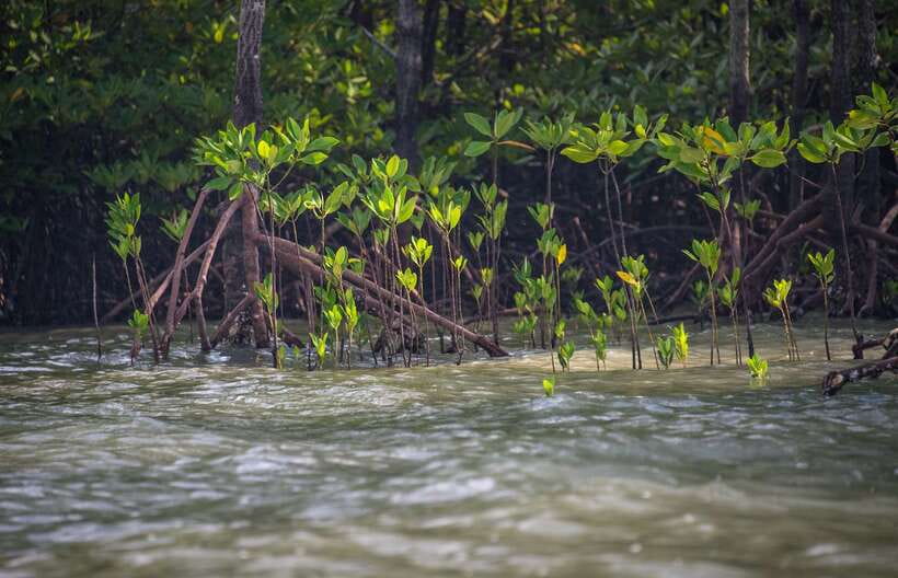 Ko Lanta: Mangrove Kayaking with Lunch and Hotel Transfer - Wildlife, village life, and the less polished side