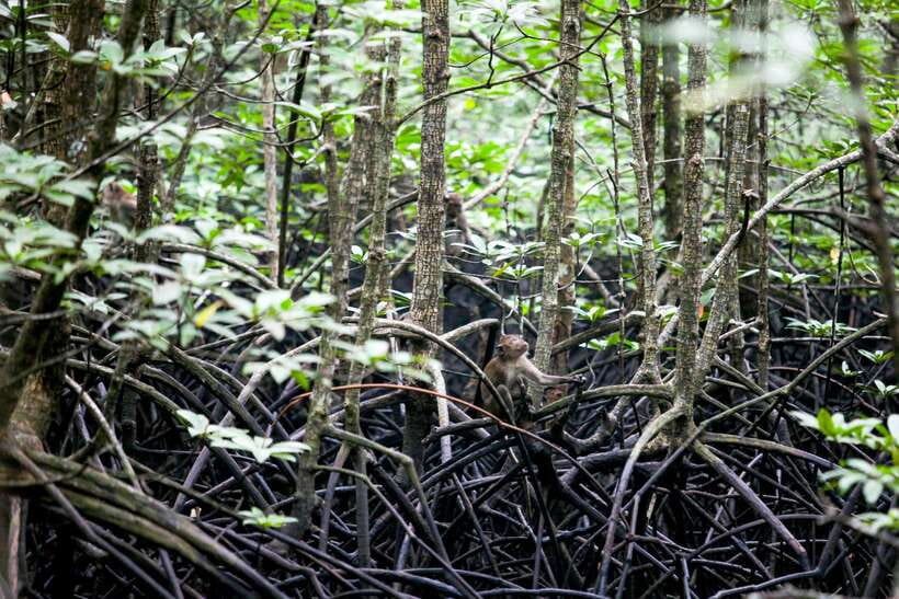 Ko Lanta: Mangrove Kayaking with Lunch and Hotel Transfer - Who will enjoy this Ko Lanta kayaking trip